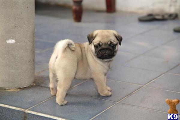 a pug dog standing on a tile floor