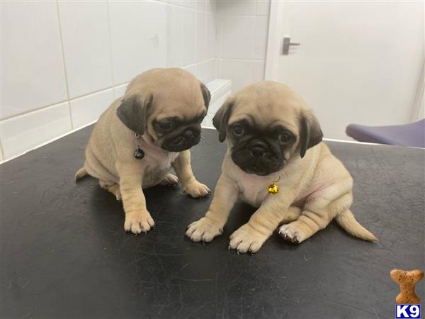 two pug dogs sitting on the floor