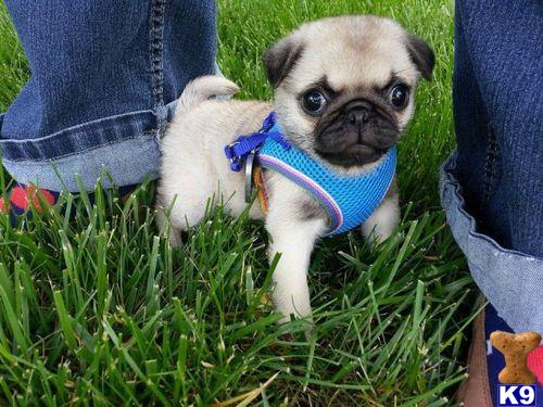 a small pug dog wearing a harness