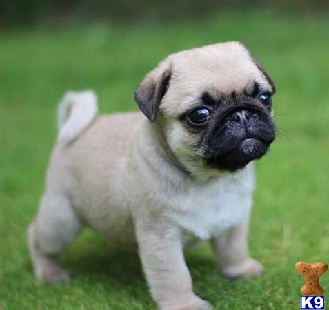 a small pug puppy with a white collar