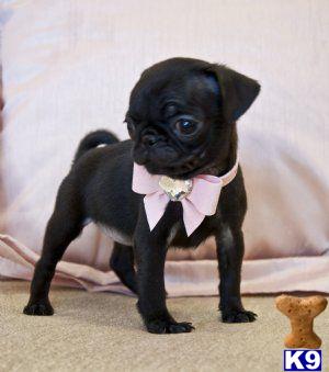a small black pug dog