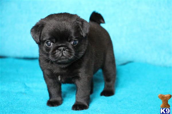a small black pug puppy