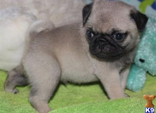 a small pug puppy on a blanket