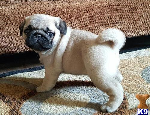 a small pug dog standing on a carpet