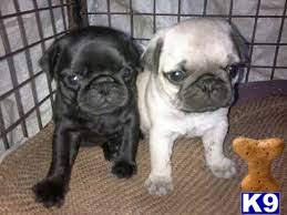 two pug dogs sitting on the floor