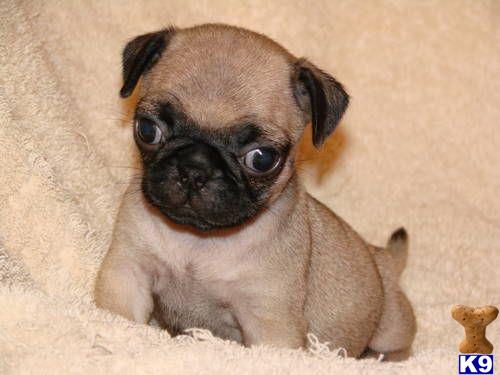 a small pug dog looking up