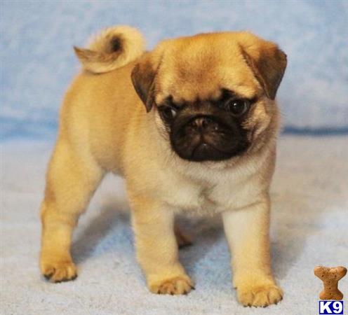 a small pug puppy with a sad face