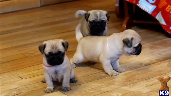 a couple of pug puppies sitting on a wood floor