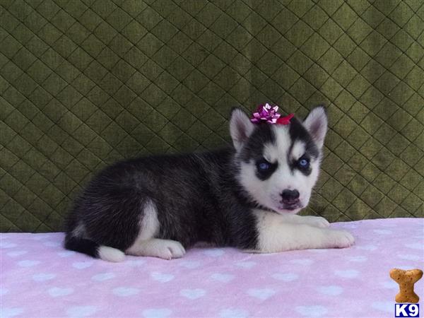 a small siberian husky puppy with a flower in its hair
