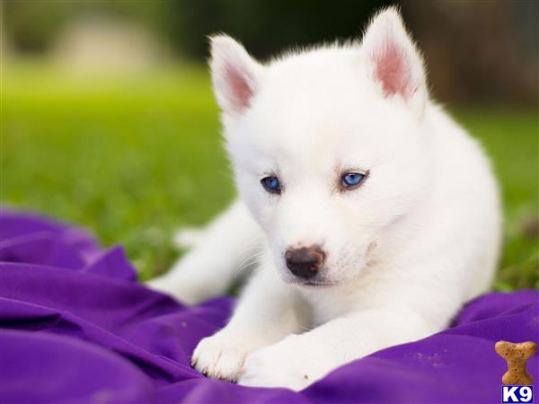 a small white siberian husky puppy