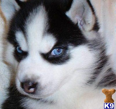 a close up of a siberian husky dog