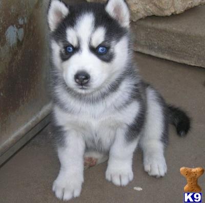 a small black and white siberian husky puppy