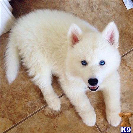 a white siberian husky puppy with blue eyes