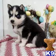a black and white siberian husky puppy