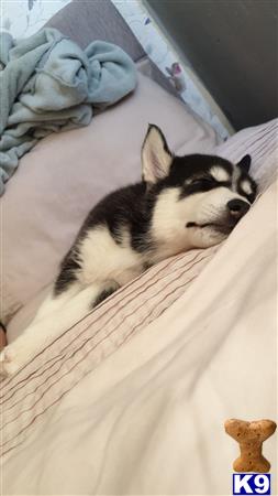 a siberian husky dog lying on a bed