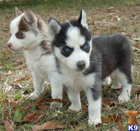 a couple of siberian husky puppies