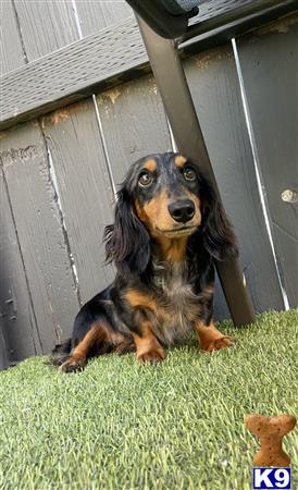 a dachshund dog sitting on grass