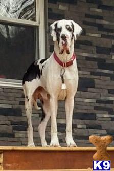 a great dane dog standing on a ledge