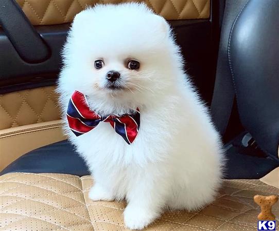 Pomeranian Dog for Sale Teacup Pomeranian Puppies For