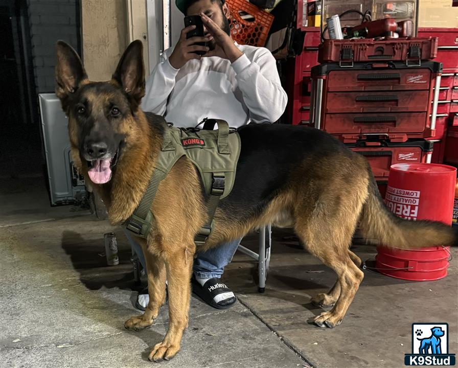 a person taking a picture of a german shepherd dog