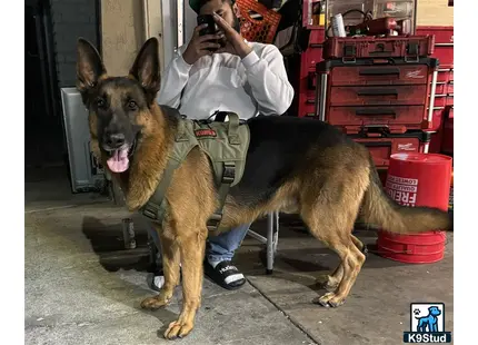 a person taking a picture of a german shepherd dog