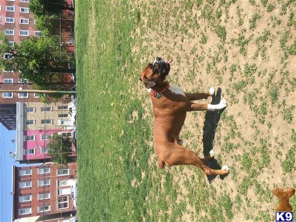 a boxer dog jumping in the air