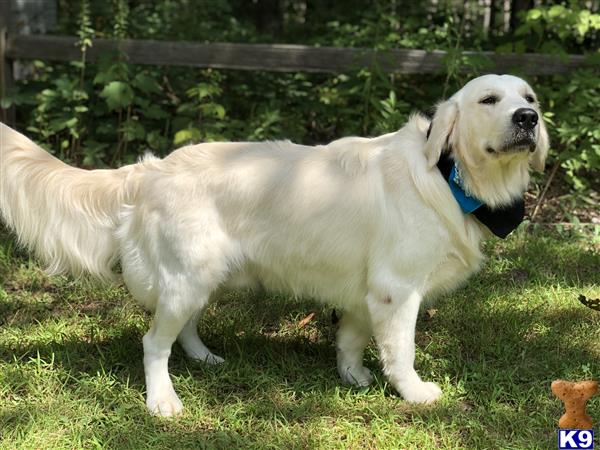 a golden retriever dog standing in the grass