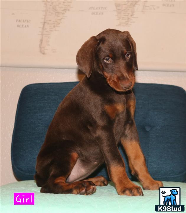 a doberman pinscher dog sitting on a couch