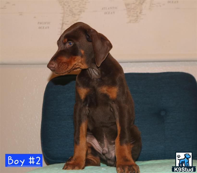 a doberman pinscher dog sitting on a couch