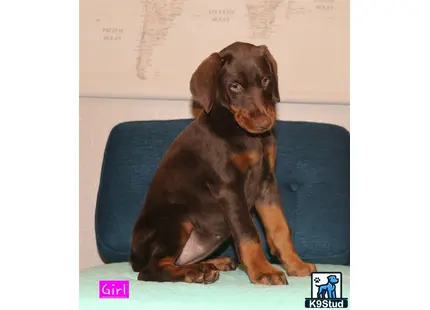 a doberman pinscher dog sitting on a couch