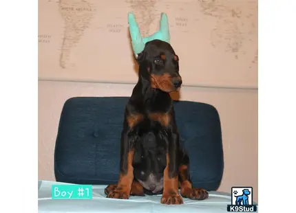 a doberman pinscher dog wearing a garment