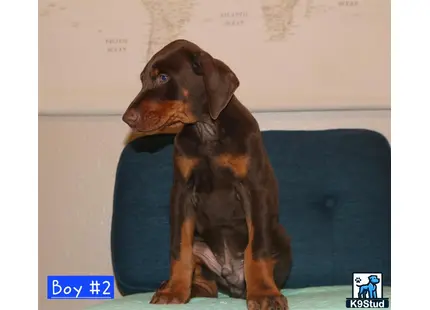 a doberman pinscher dog sitting on a couch