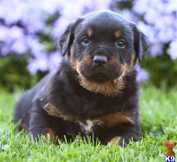 Rottweiler Puppy for Sale: Avalanche, Male $500 Shipping Available 12 ...