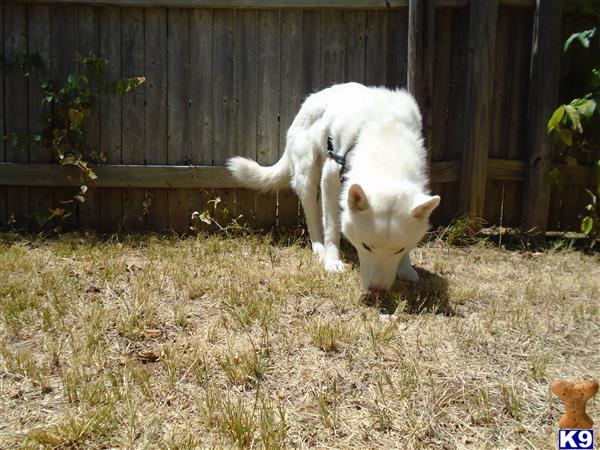 a white siberian husky dog and a brown siberian husky dog in a yard