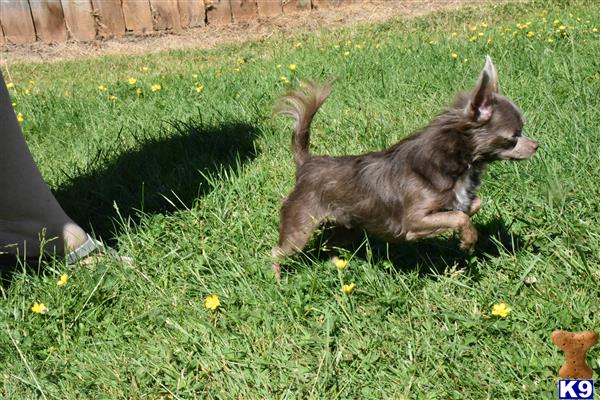 a chihuahua dog running in the grass