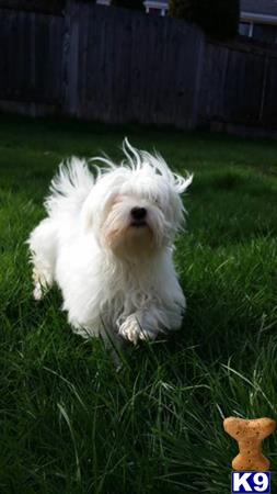 a white maltese dog standing in the grass