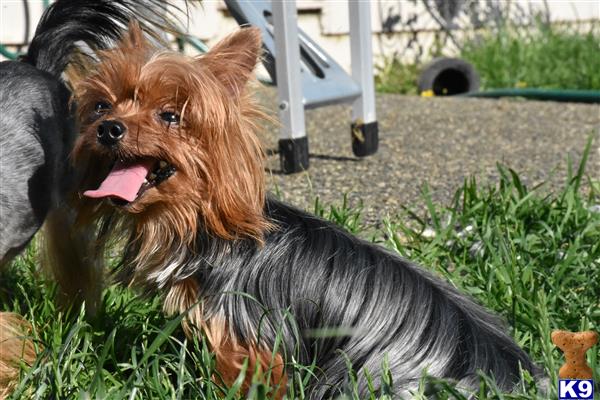 a yorkshire terrier dog with its tongue out