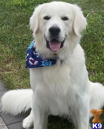 a white golden retriever dog with a blue collar