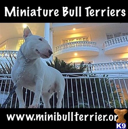 a miniature bull terrier dog standing on a railing