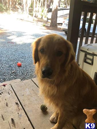 a golden retriever dog sitting on a porch