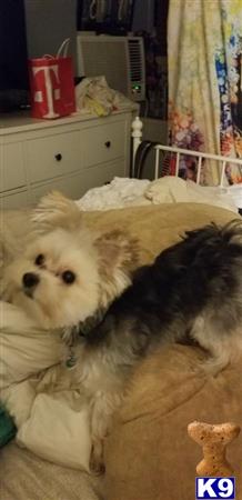 a yorkshire terrier dog lying on a bed