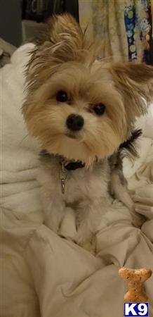 a yorkshire terrier dog sitting on a couch