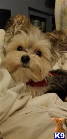 a yorkshire terrier dog lying on a bed