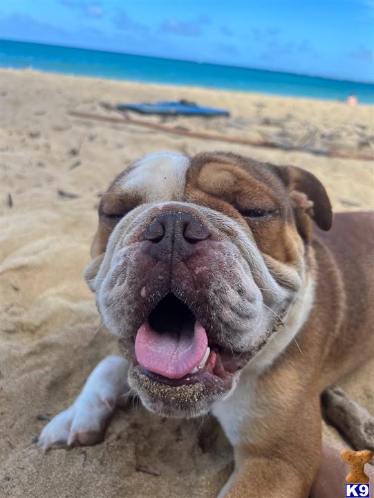a english bulldog dog lying on the beach