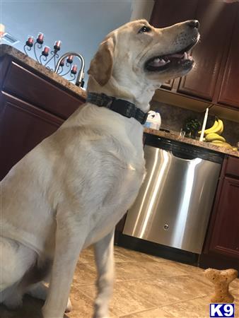 a labrador retriever dog standing in a kitchen