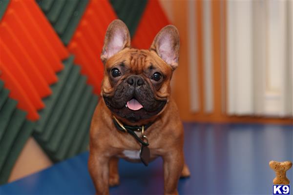 a french bulldog dog with a red bow