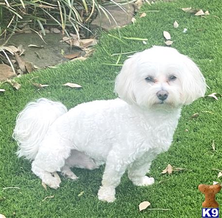 a white maltese dog standing on grass