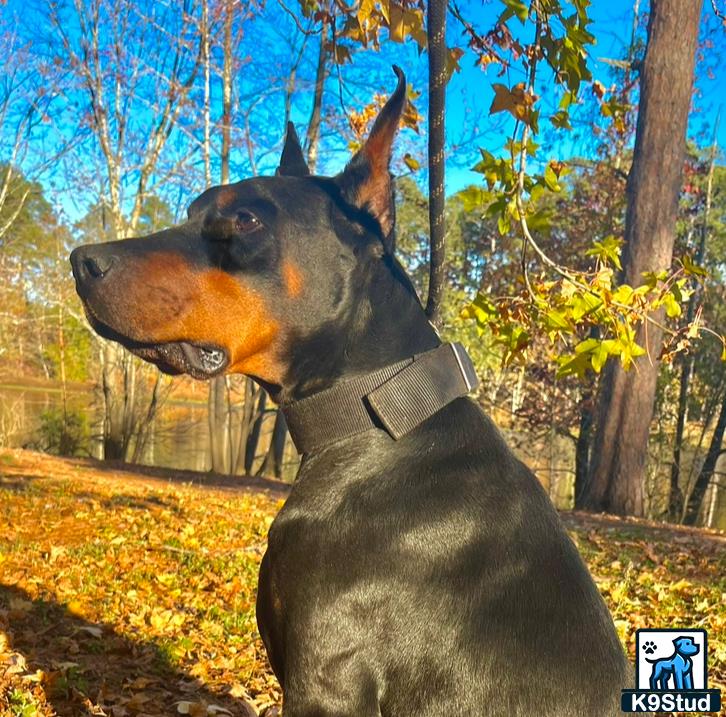 a doberman pinscher dog standing in a field