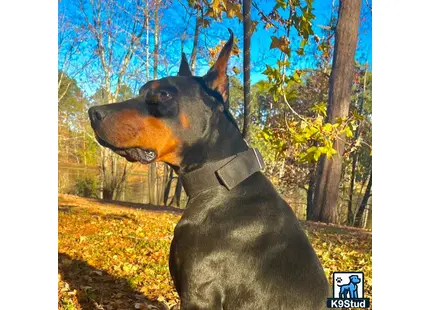 a doberman pinscher dog standing in a field