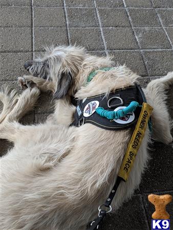 a irish wolfhound dog lying on the ground